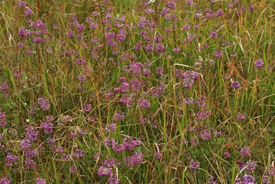 c0104227_2372036.jpg