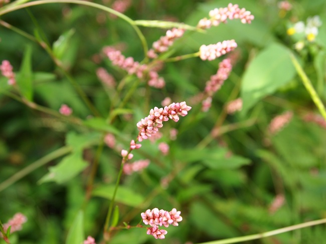 a0146442_87321.jpg
