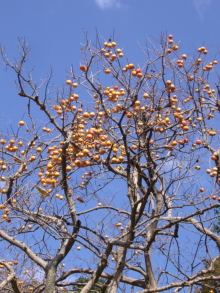 c0224154_2218591.jpg
