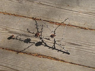 e0037673_1145115.jpg
