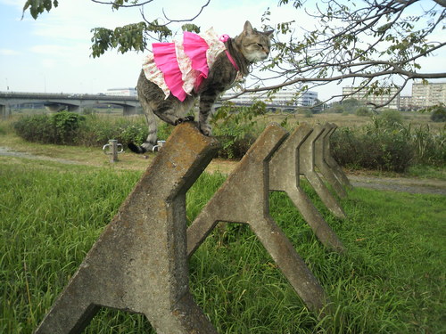 e0031605_7235971.jpg
