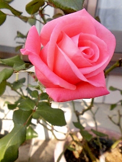 e0098908_22432637.jpg