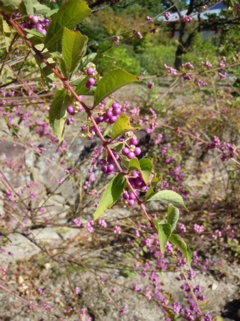c0101913_1147696.jpg