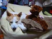 f0200221_2114420.jpg