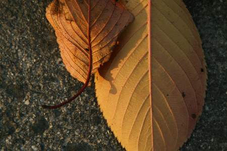 a0097735_23592959.jpg