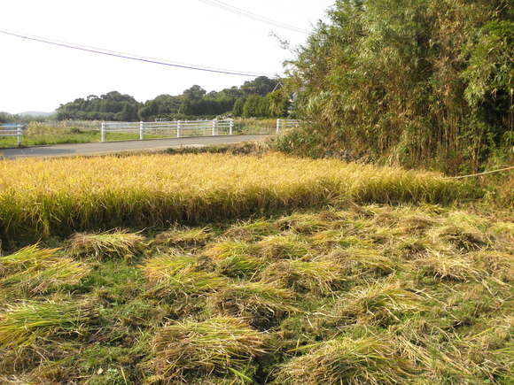 f0201157_2033451.jpg