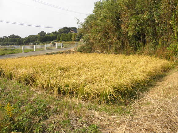 f0201157_2033924.jpg
