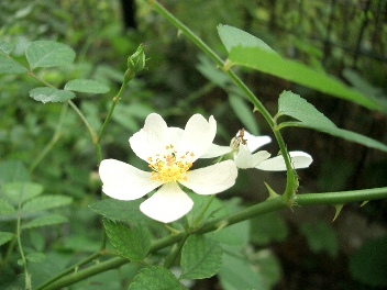 c0186463_1711922.jpg