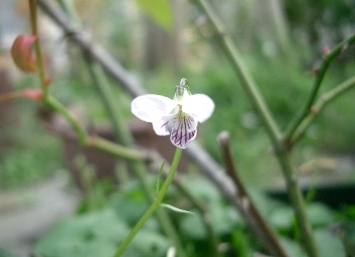 c0186463_17143173.jpg