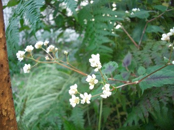c0186463_17241118.jpg