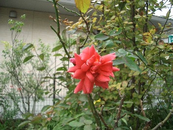 c0186463_1745868.jpg