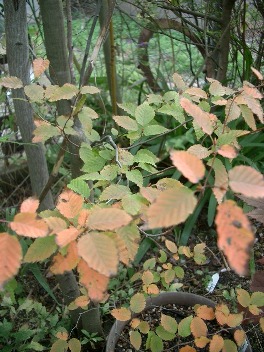c0186463_1783086.jpg
