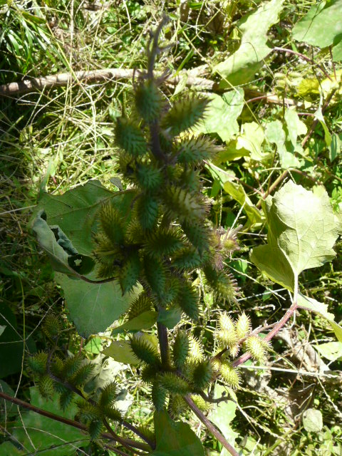 e0145782_18141370.jpg