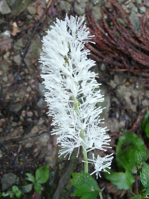 e0145782_1816250.jpg