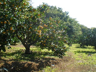 e0123587_23473718.jpg