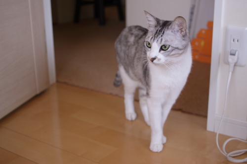 うるさくしないでよね 隔離部屋に入ってきたお坊ちゃん