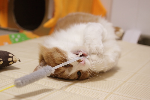 これは食えないのか? じゃらしに齧り付いた琥珀