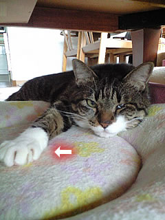 c0035001_1774462.jpg