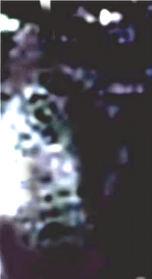 e0103408_14135287.gif