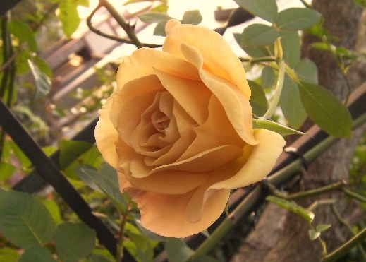 c0204121_8252984.jpg