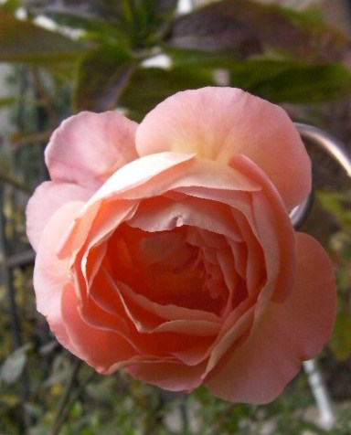 c0204121_8392523.jpg