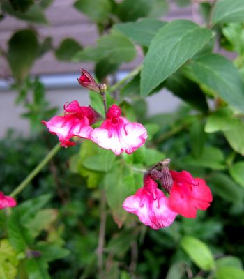b0178339_9383726.jpg