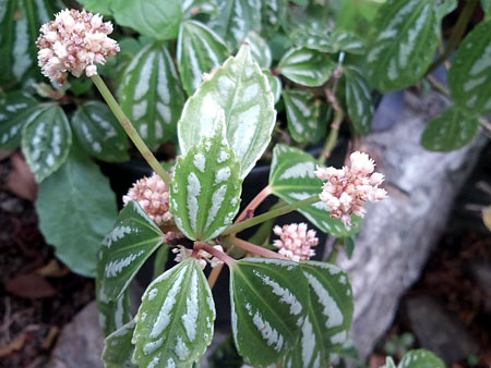 e0034047_1611747.jpg
