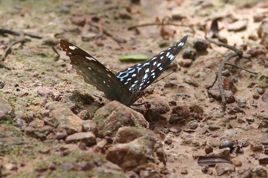 a0094850_20495627.jpg