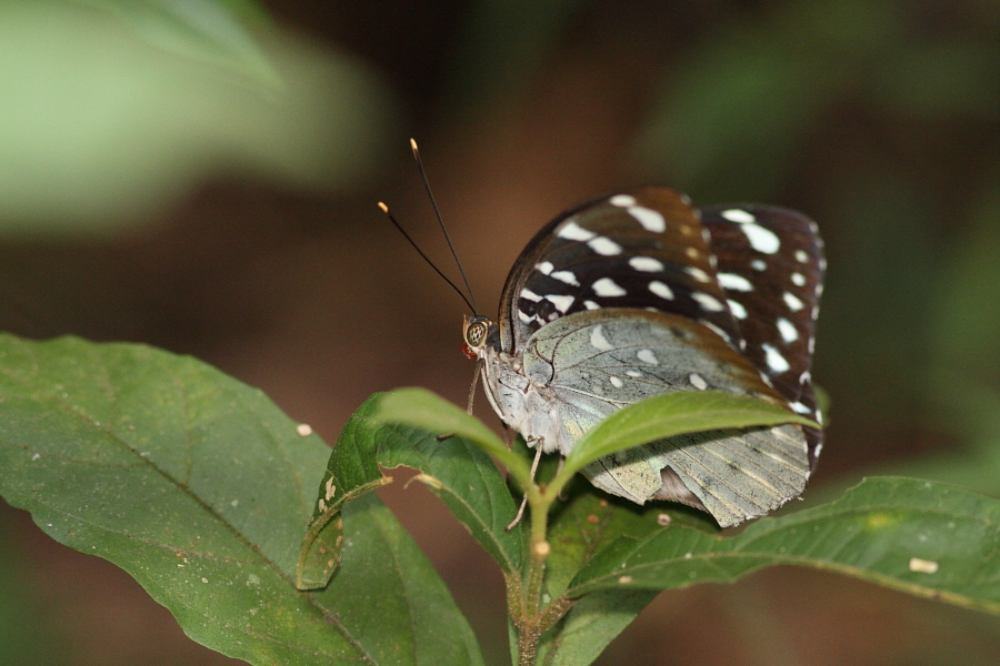 a0094850_2052037.jpg