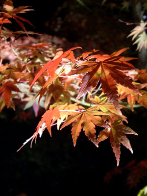 c0050264_032986.jpg