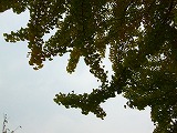 d0165505_2014334.jpg
