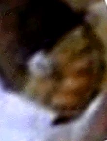e0103408_12421972.gif