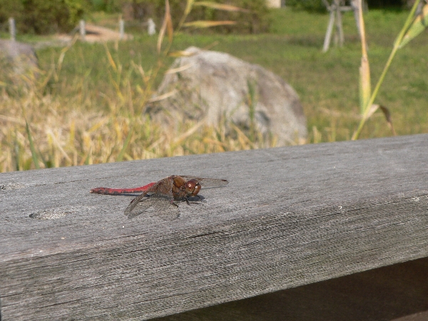 e0002314_21362745.jpg
