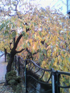 e0203415_1773675.jpg