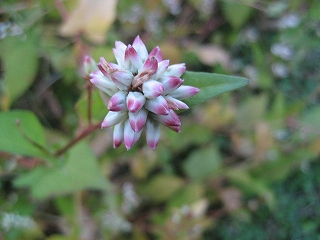 f0139520_21284285.jpg