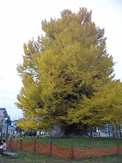 b0073322_2033672.jpg