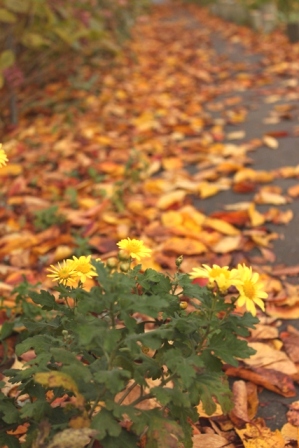 a0061023_13585251.jpg