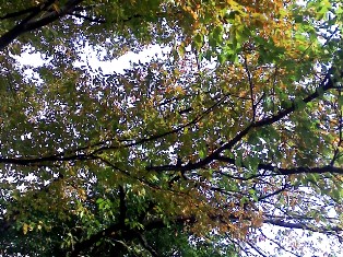 c0101739_1303851.jpg