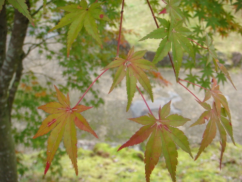 b0097645_9264074.jpg