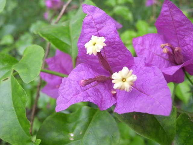 c0011649_910571.jpg