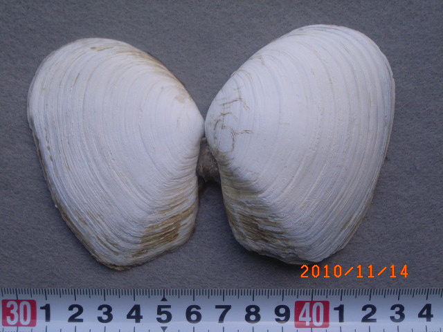 a0157451_15454227.jpg