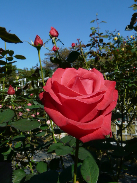 e0145782_14571477.jpg