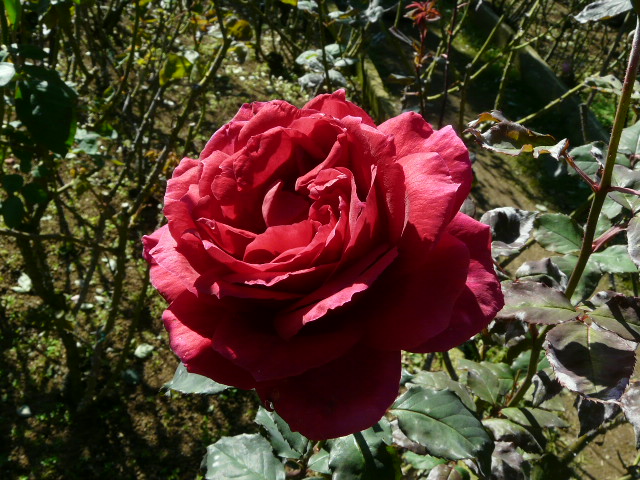 e0145782_14582446.jpg