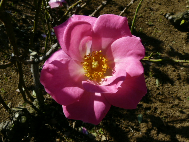 e0145782_14592518.jpg