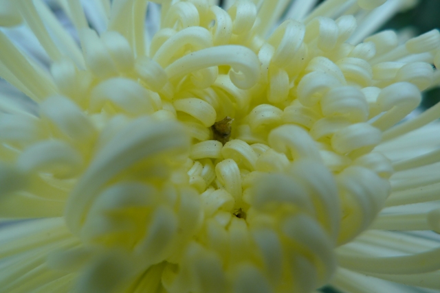 a0127090_9493266.jpg