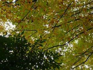 a0127296_17453050.jpg