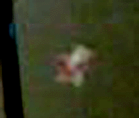 e0103408_23355711.gif