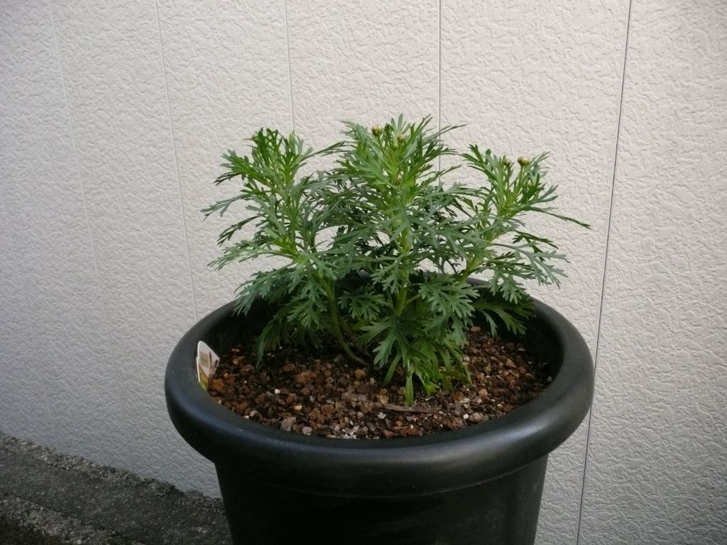 e0033229_20115389.jpg