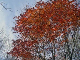 e0110940_12401583.jpg