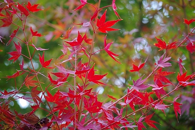 c0125596_22532939.jpg